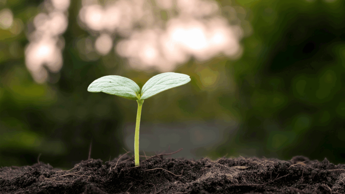 A small, healthy green sprout emerging from the soil, representing the growth and cultivation of Brand Trust through consistent and authentic actions.